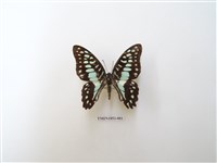 藏品(木蘭青鳳蝶)的圖片